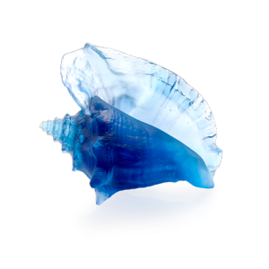 COQUILLAGE CONQUE - DAUM
